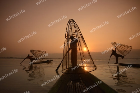 Fishermen at sunrise in the Landscape on the Inle Lake in the Shan State in the east of Myanmar in Southeastasia.