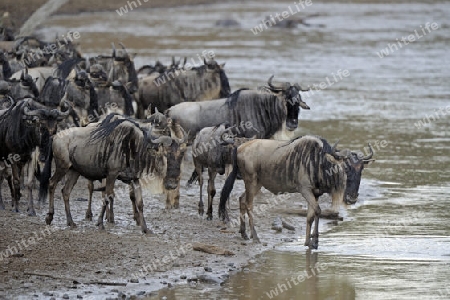 Gnu, Streifengnu, Weissbartgnu (Connochaetes taurinus), Gnumigration, dr?ngelnde Gnus am Mara Ufer, Masai Mara, Kenia