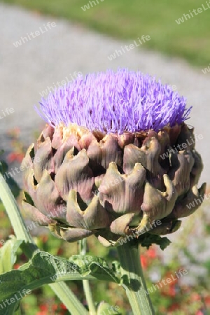 Botanischer Garten