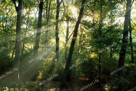 sonnenstrahlen im berliner tiergarten