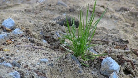 Gras im Sand