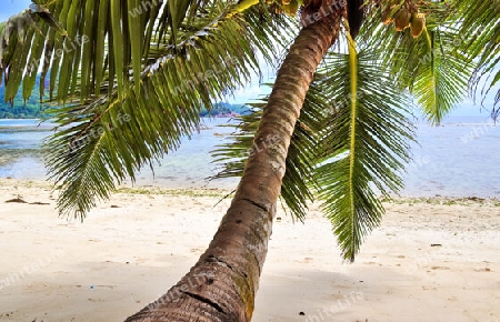 Beautiful palm trees at the beach on the tropical paradise islands Seychelles