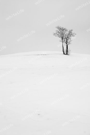 Baum im Winter