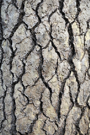 Rinde der Jeffrey Kiefer, Pinus jeffreyi, Yosemite Nationalpark, Kalifornien, USA