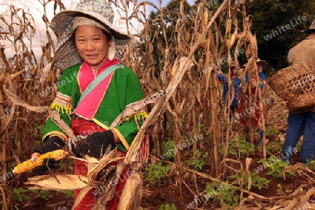 Traditionell gekleidete Frau von einem Stamm der Dara-Ang bei ernten von Maiskolben in einem Maisfeld beim Dof Chiang Dao noerdlich von Chiang Mai im Norden von Thailand. 