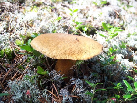 Pilz im Fjell