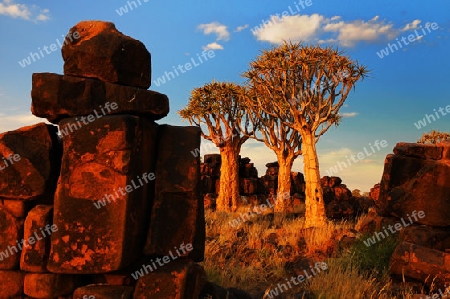 K?cherb?ume ( Aloe dichotoma