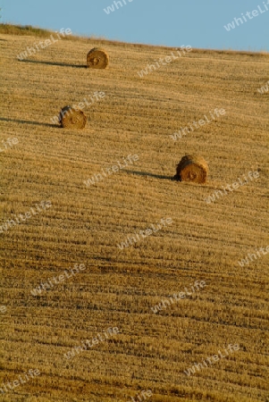 Strohballen am weizenfeld