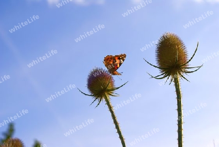 distelfalter auf distel