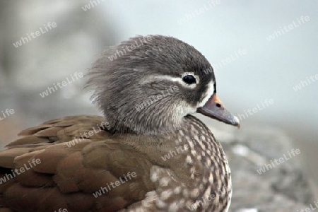 Mandarinente, Mandarin duck (Aix galericulata)