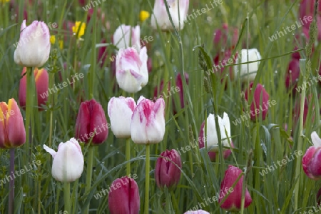 Tulpenwiese