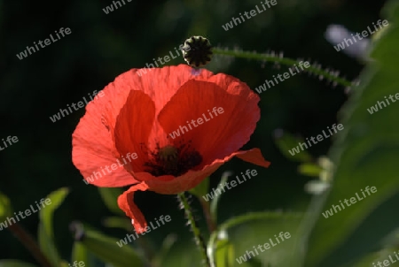 Mohn 