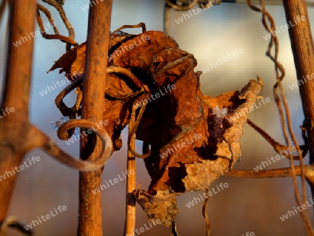 verwelktes Weinblatt an winterlicher Rebe