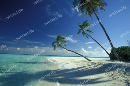 
Der Traumstrand mit Palmen und weissem Sand an der Insel Velavaru im Southmale Atoll auf den Inseln der Malediven im Indischen Ozean.   