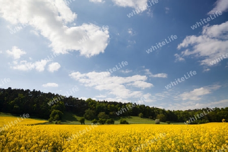 Landschaft mit Raps Feld