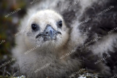 Skua