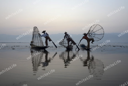 Fishermen at sunrise in the Landscape on the Inle Lake in the Shan State in the east of Myanmar in Southeastasia.