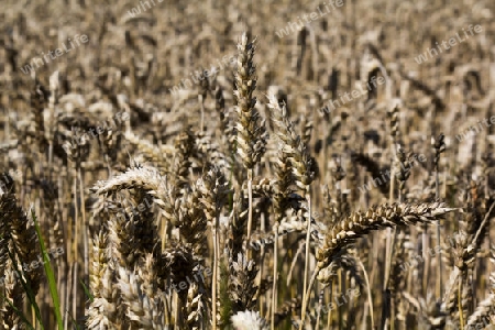 Kornfeld in der Innau