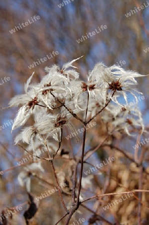 flauschige Waldrebe - Samen