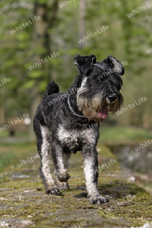 Mittelschnauzer