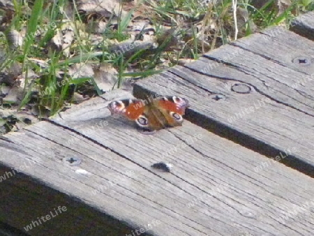 Schmetterling am See