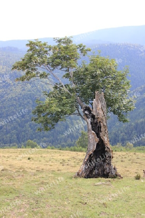 Alter Baum