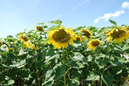 mehr Sonnenblumen