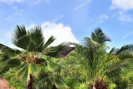 Beautiful palm trees at the beach on the tropical paradise islands Seychelles