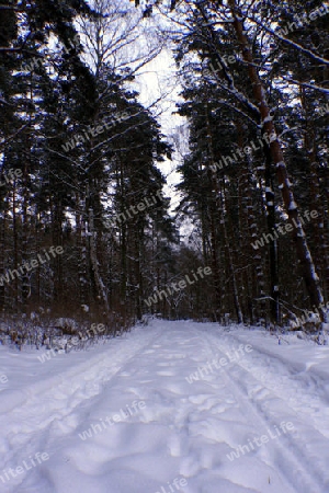 waldweg im winter mit schnee