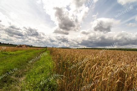 Sommer im Feld