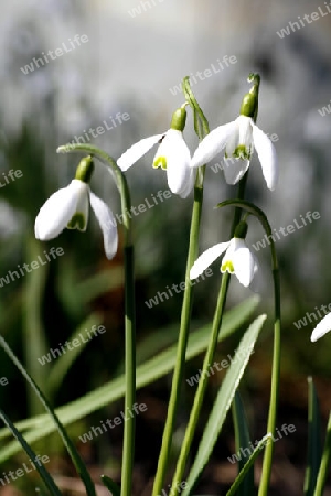 Schneegl?ckchen (Galanthus nivalis L.)