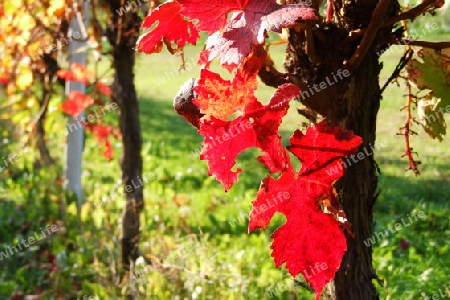 rotes Weinlaub