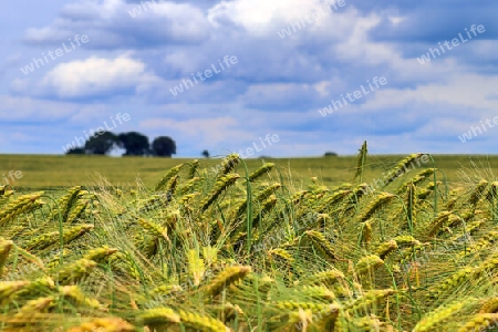 Summer view on agricultural crop and wheat fields ready for harvesting.