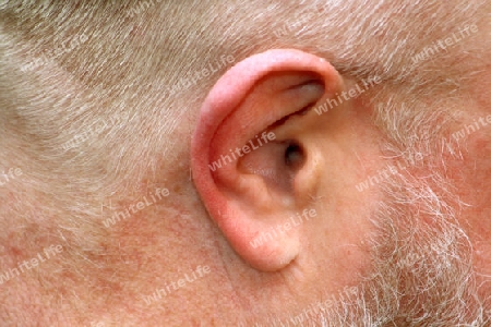 M?nnliches Ohr im Detail