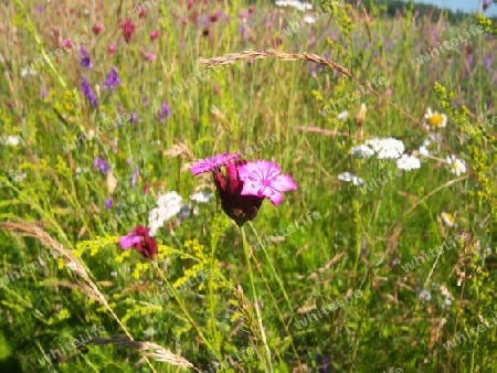 Auf dem Feld