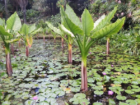 Seerosenteich  Seychellen