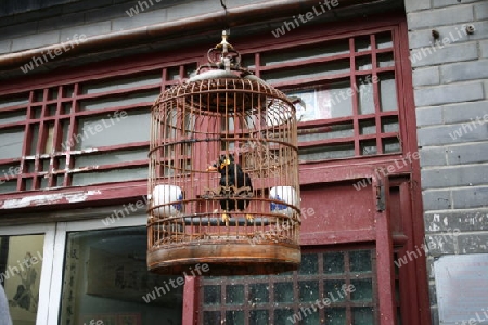 Vogel im Kaefig in China