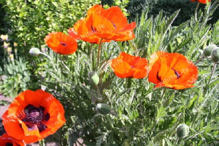 Roter Mohn auf der Insel