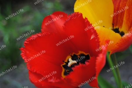 Tulpe