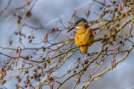 Eisvogel sitzt auf Erlenbaum am Schlossweiher in Jaegersburg und spaeht nach kleinen Fischen.