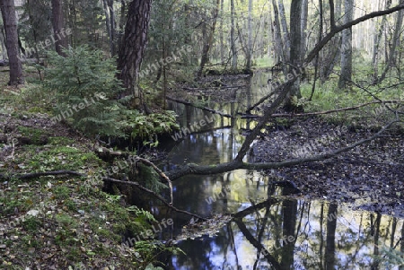 Fl?sschen Briese im Herbst im Landschaftsschutzgebiet Briesetal bei Berlin, Brandenburg, Deutschland, Europa