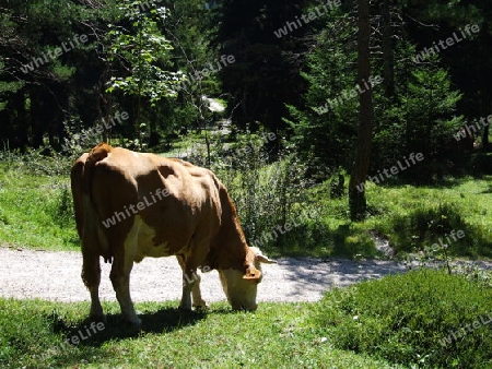 Kuh am Wanderweg