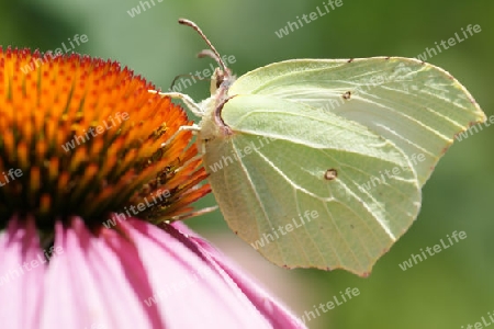 Schmetterling bei Sonnenhut