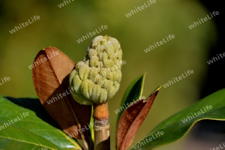 Magnolia Kobus