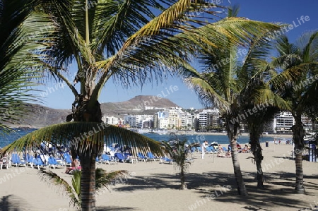 the Beach in the city of Las Palmas on The Gran Canary Island on the Canary Island of Spain in the Atlantic ocean.