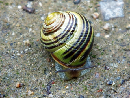 Schnecke