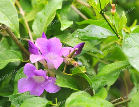 Indischer Gummiwein - Cryptostegia grandiflora