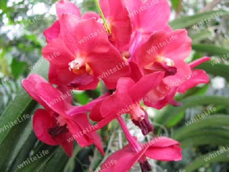 rote Orchidee