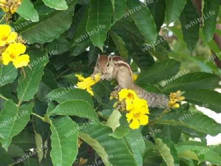 squirrel holding flower and eating