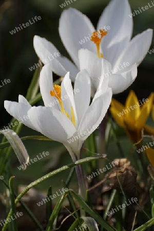 Krokus, Crocus vernus